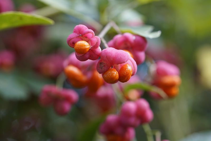 Unicorn Horn Fruit Skewers